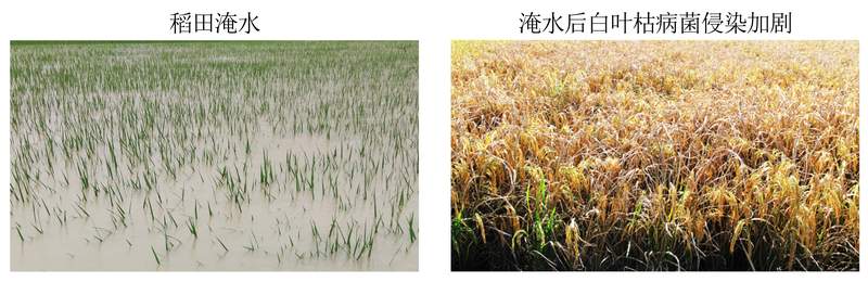  技术突破：Xa48基因克隆与NLR免疫受体模型如何重塑水稻抗病育种格局 新闻