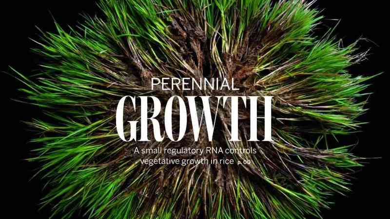  技术突破：Xa48基因克隆与NLR免疫受体模型如何重塑水稻抗病育种格局 新闻