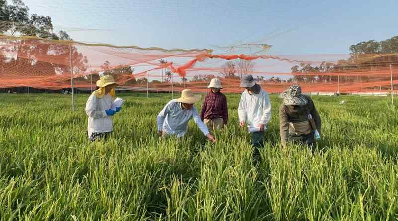  技术突破：Xa48基因克隆与NLR免疫受体模型如何重塑水稻抗病育种格局 新闻