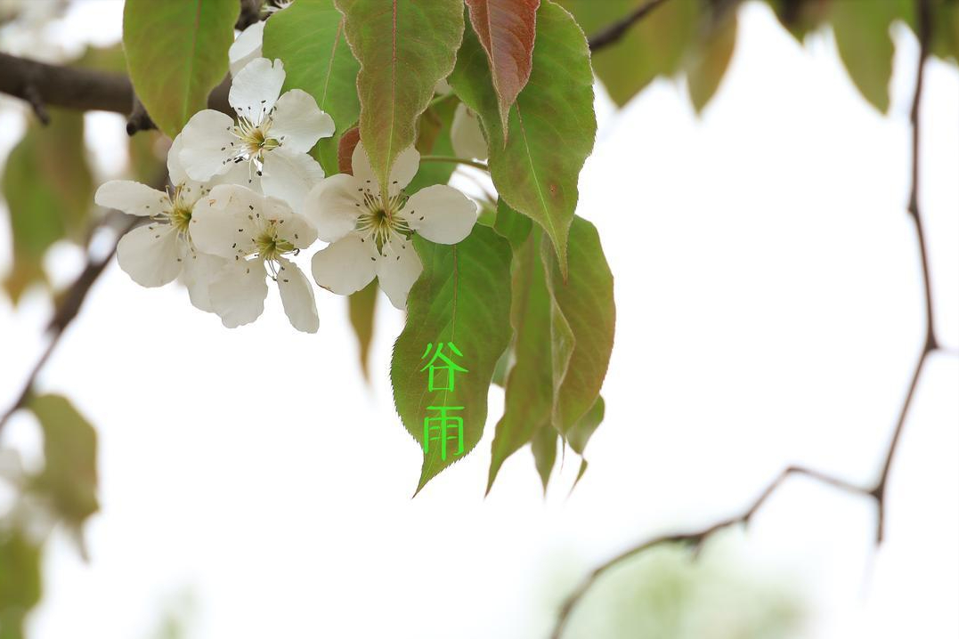  谷雨天文算法解密：太阳黄经15度法则与降雨预兆的精确关联 文化旅游