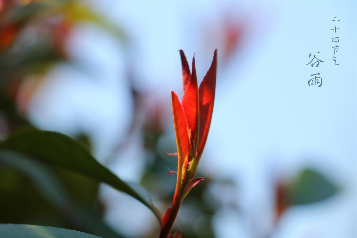  谷雨天文算法解密：太阳黄经15度法则与降雨预兆的精确关联 文化旅游
